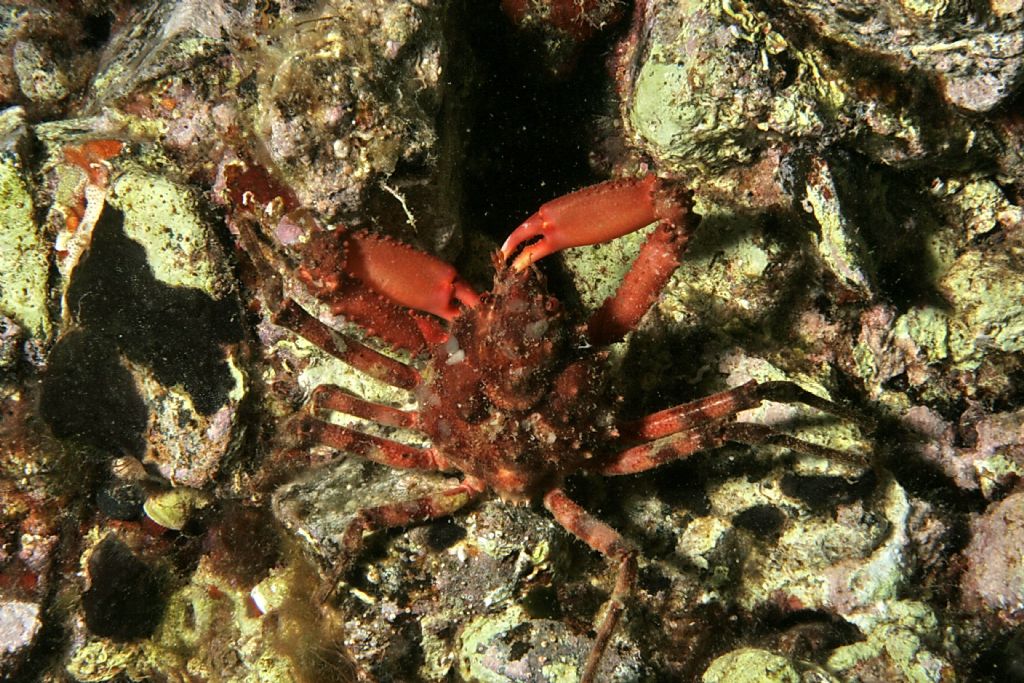 Herbstia condyliata